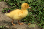 vogelfotos ente_-_warzenente
