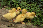 vogelfotos ente_-_warzenente