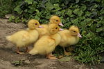 vogelfotos ente_-_warzenente