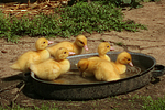 vogelfotos ente_-_warzenente