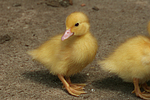 vogelfotos ente_-_warzenente