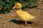 vogelfotos ente_-_warzenente