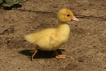 vogelfotos ente_-_warzenente