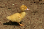 vogelfotos ente_-_warzenente