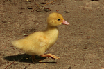 vogelfotos ente_-_warzenente