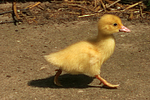 vogelfotos ente_-_warzenente
