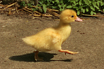 vogelfotos ente_-_warzenente