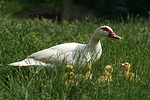 vogelfotos ente_-_warzenente