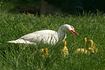 vogelfotos ente_-_warzenente