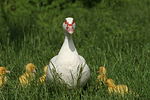vogelfotos ente_-_warzenente