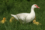 vogelfotos ente_-_warzenente