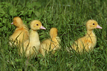 vogelfotos ente_-_warzenente