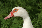 vogelfotos ente_-_warzenente