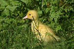 vogelfotos ente_-_warzenente