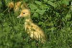vogelfotos ente_-_warzenente