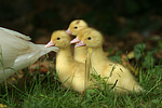vogelfotos ente_-_warzenente