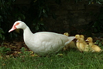 vogelfotos ente_-_warzenente