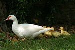 vogelfotos ente_-_warzenente