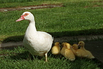 vogelfotos ente_-_warzenente