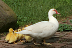 vogelfotos ente_-_warzenente