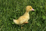 vogelfotos ente_-_warzenente