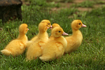 vogelfotos ente_-_warzenente