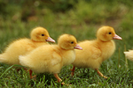 vogelfotos ente_-_warzenente