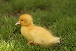 vogelfotos ente_-_warzenente