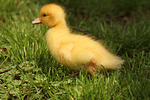 vogelfotos ente_-_warzenente