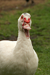 vogelfotos ente_-_warzenente