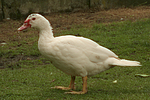 vogelfotos ente_-_warzenente