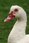 vogelfotos ente_-_warzenente