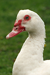 vogelfotos ente_-_warzenente