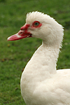 vogelfotos ente_-_warzenente