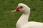vogelfotos ente_-_warzenente