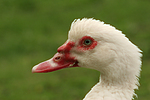 vogelfotos ente_-_warzenente