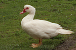 vogelfotos ente_-_warzenente