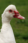 vogelfotos ente_-_warzenente