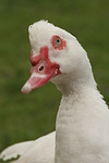 vogelfotos ente_-_warzenente