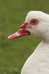 vogelfotos ente_-_warzenente