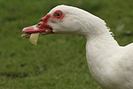 vogelfotos ente_-_warzenente