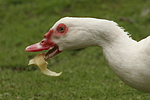 vogelfotos ente_-_warzenente