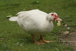 vogelfotos ente_-_warzenente