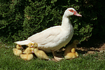 vogelfotos ente_-_warzenente