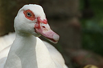 vogelfotos ente_-_warzenente