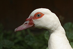 vogelfotos ente_-_warzenente