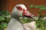 vogelfotos ente_-_warzenente