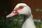 vogelfotos ente_-_warzenente