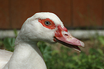 vogelfotos ente_-_warzenente