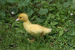 vogelfotos ente_-_warzenente